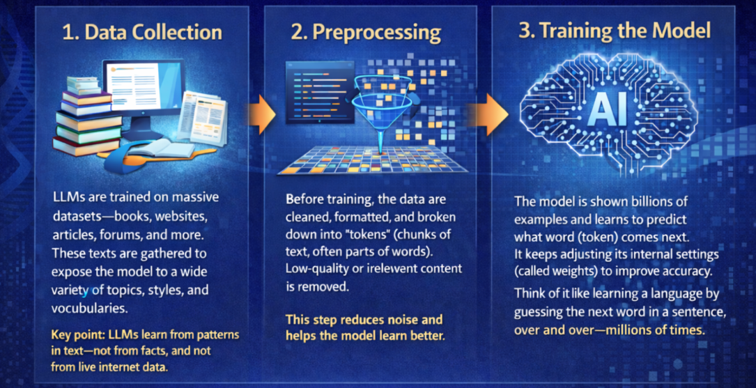 LLM training stages include data collection, preprocessing and training the model. Some models also include human feedback.