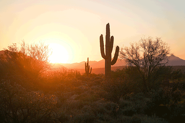 Saguaro cactus and desert vegetation at sunrise