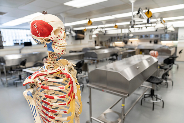 Gross Anatomy Lab with human skelton in the foreground