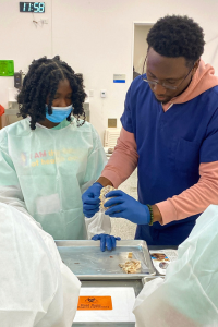 Medical student shows group how to dissect a sheep's heart