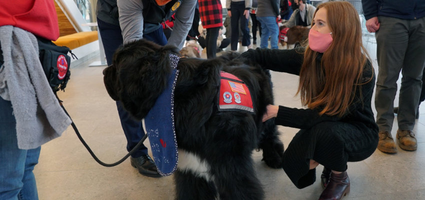 030322_IOME_ICOM_dogs_850x400