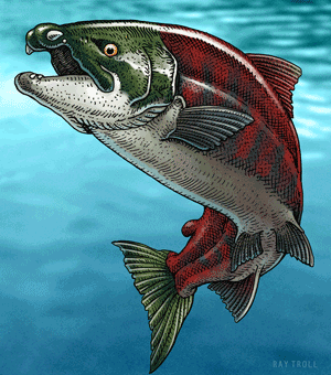 Illustration of prehistoric salmonid fish (Courtesy Ray Troll)