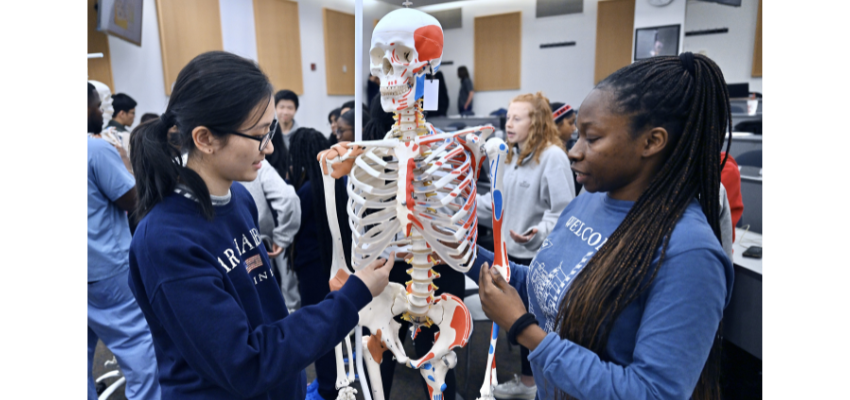 Two students studying a skeletal model in a classroom setting. They are pointing to different parts of the skeleton while other students are engaged in similar activities in the background.