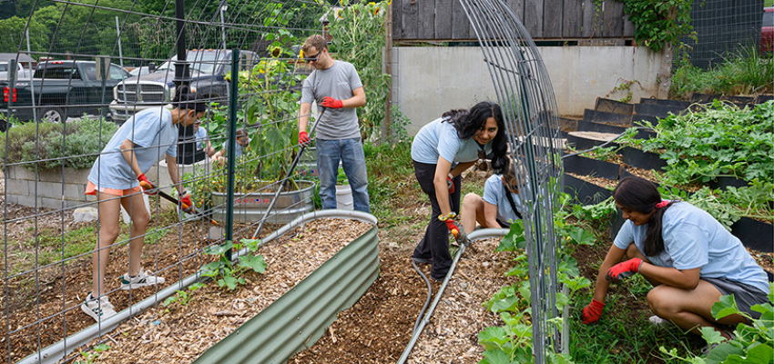 Students working together in a community garden, tending to plants and soil.