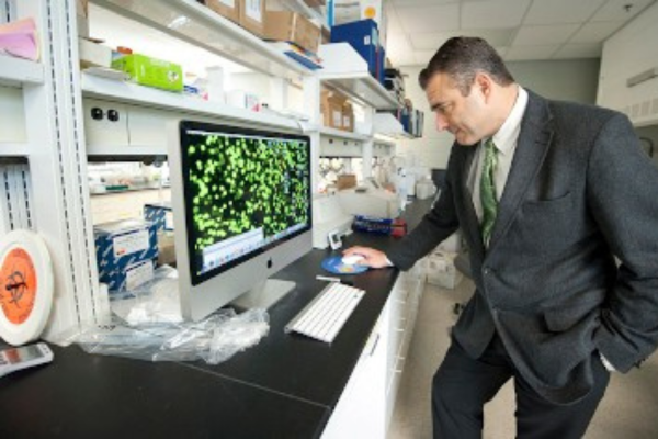 Dr. Amalfitano examining  genetically engineered cells on a computer screen in his laboratory at MSU-COM
