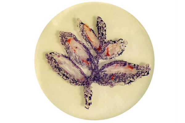 Dr. Adkins' agar art created from kombucha [and soil bacteria] and in the shape of a cluster of leaves, which is the Harvest Roots Ferments logo.