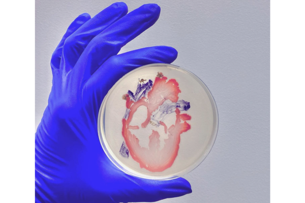 Dr. Adkins holding up agar artwork that resembles an anatomical heart.