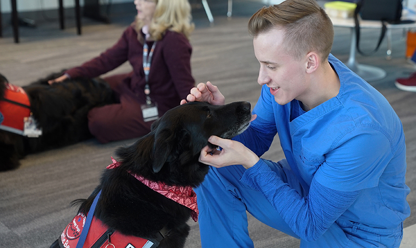 Therapy dogs bring pawsitivity during finals week at ICOM